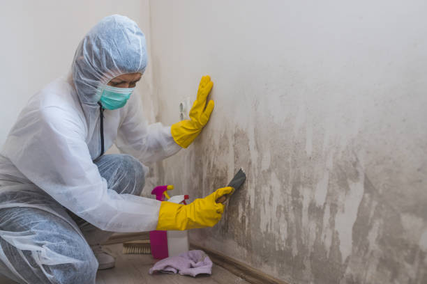 Best Black Mold Removal  in West Frankfort, IL