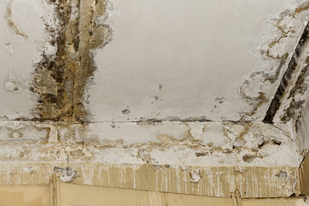 Best Attic Mold Removal  in West Frankfort, IL