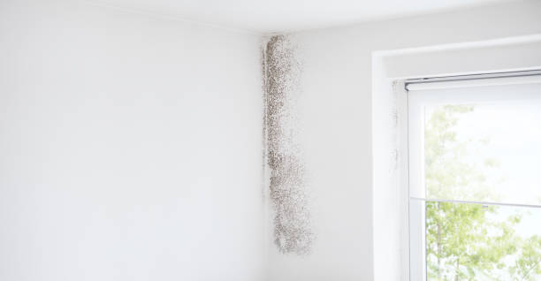 Best Mold Prevention Services  in West Frankfort, IL