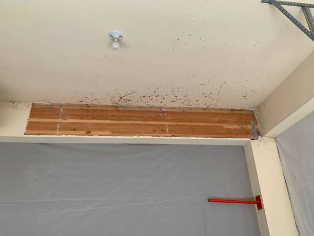 Best Basement Mold Removal  in West Frankfort, IL