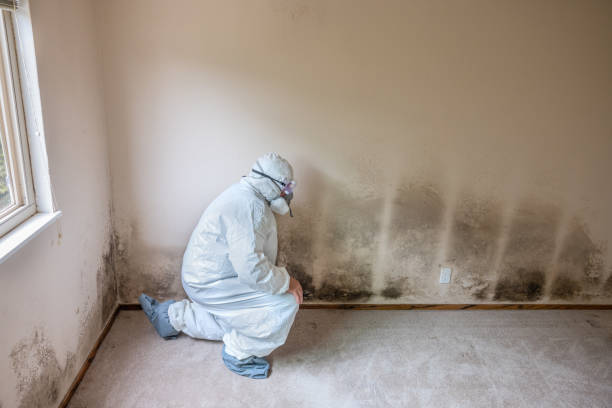 Best Residential Mold Inspection & Testing  in West Frankfort, IL