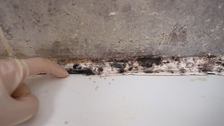 Professional Mold Removal in West Frankfort, IL